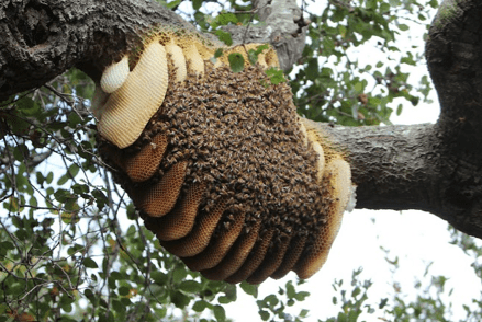 Oumense se slegte&nbsp;oë…