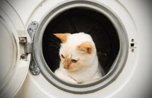 Cat into trouble again