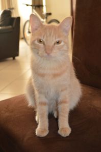 Huiskat in haar element