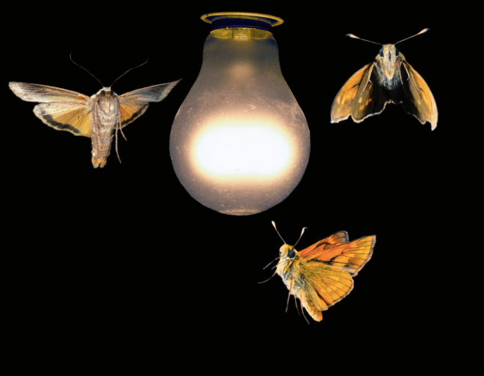 Motte fladder na die lig