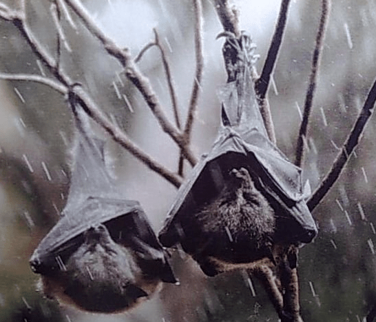 Vlermuis se kind innie reën