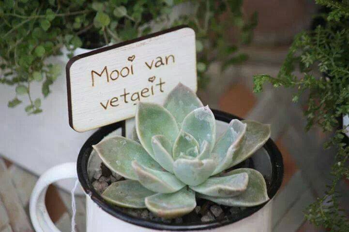 Mooi van vetgeit