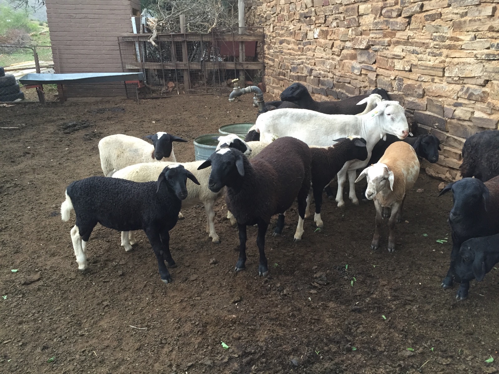 2015-12-25 06.48.47.jpg