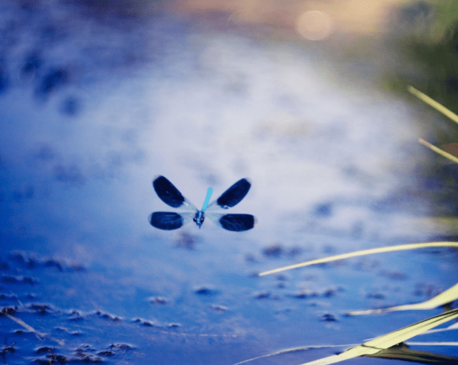 Hulle eet muskiete…