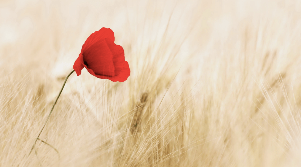 ‘n Blom moet weer blom…