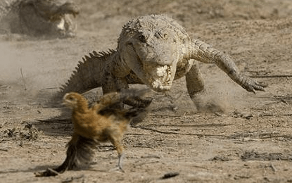 Screen Shot 2018-01-22 at 11.11.33