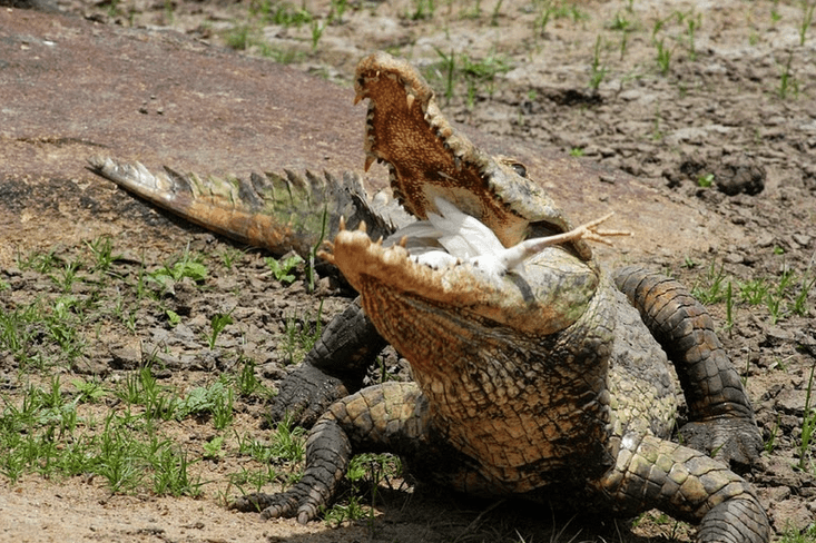 Screen Shot 2018-01-22 at 12.18.10