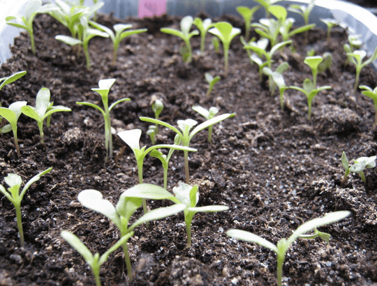 Screen Shot 2018-03-17 at 17.22.32